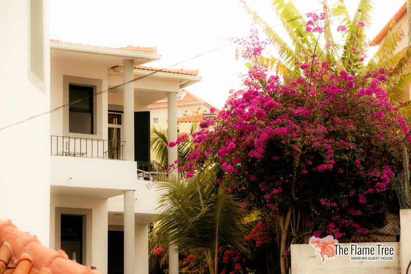 Hotel The Flame Tree Madeira (Adults Only) Funchal  Zewnętrze zdjęcie